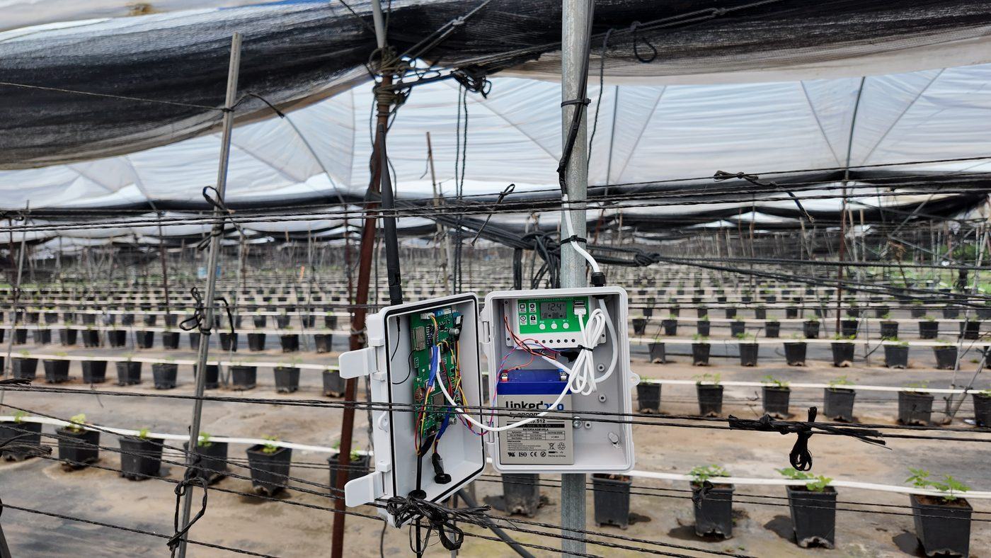 Puesto TESTIGO instalado en el cultivo: báscula bajo la maceta, sonda de sustrato, cámara de planta y panel solar.
